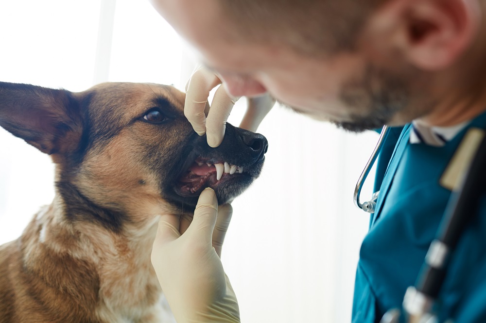 Czy weterynarz pomoże Twojemu zwierzakowi z problemami stomatologicznymi?
