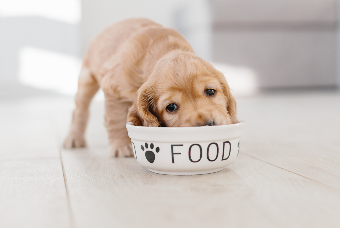 Suplementy diety dla psów – kiedy są potrzebne i jak wybrać odpowiednie dla swojego pupila?