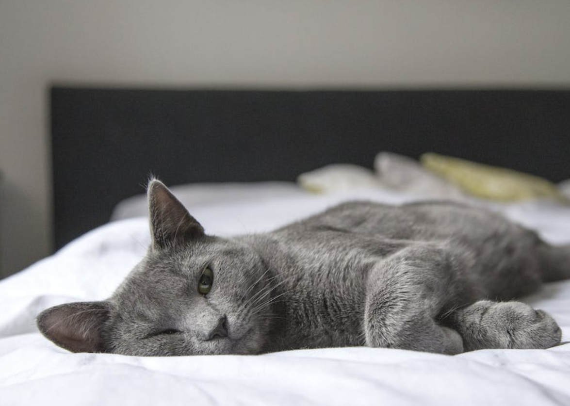 Przeziębienie u kota – jak je rozpoznać i wyleczyć?