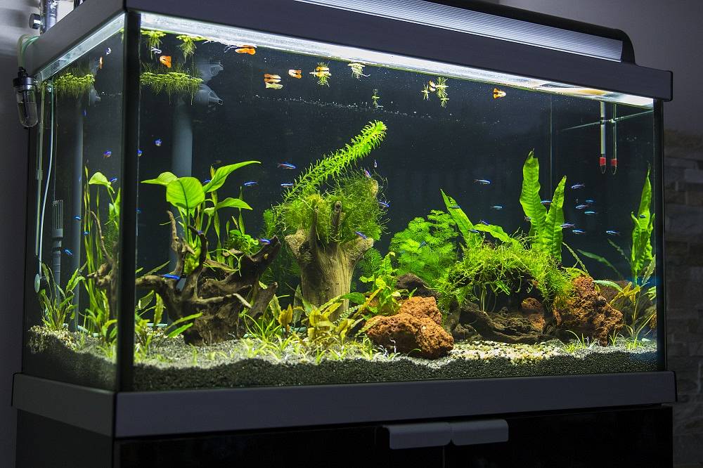 quarium-lighting-02.jpeg